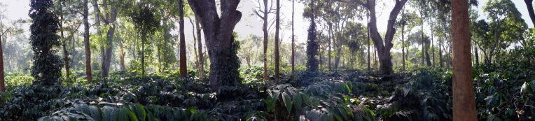 Typische Indische Plantage: unten Kaffeebäume/ oben Silbereiche mit Pfefferranken als Schattenspender