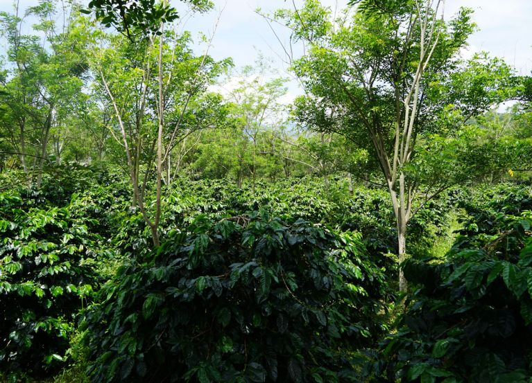 Finde die Kaffeeplantage: sie ist im Regenwald.