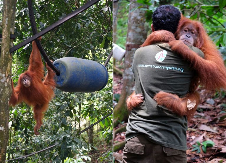 Ein junger Orang Utan, aus der Gefangenschaft befreit, lernt im Urwaldkindergarten sich artgerecht zu bewegen.