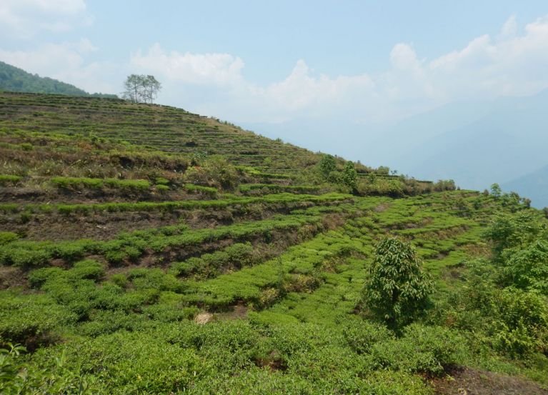 Annapurna Teeplantage